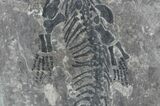 Discosauriscus (Early Permian Reptiliomorph) #76374-3